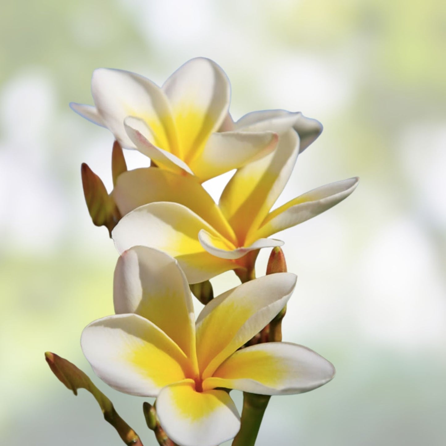 Rooted Plumeria Plant Cutting - Aztec Gold Variety - 16 Inches - Plumeria rubra - Fragrant Tropical Flower