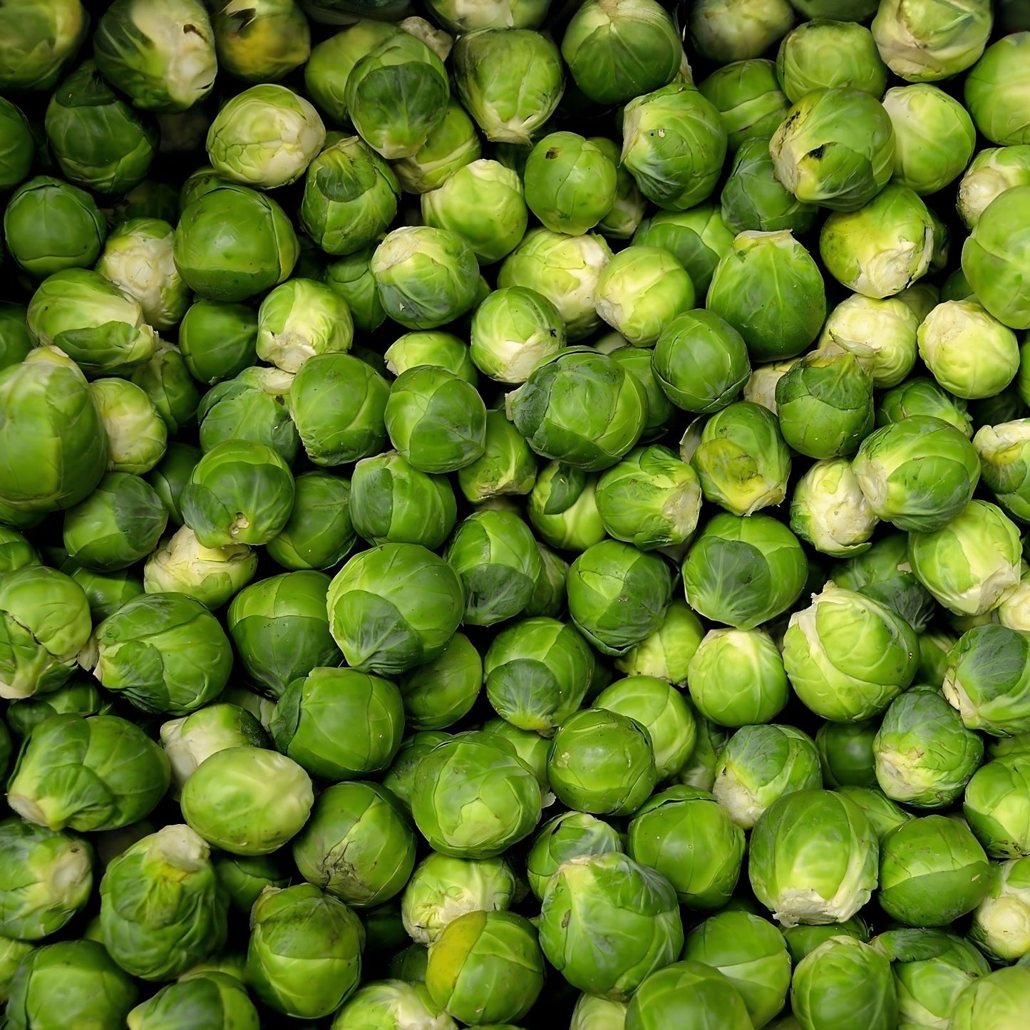 Brussels Sprout Seeds 1000 Count Long Island Variety Non-California Shipping Brassica oleracea USA