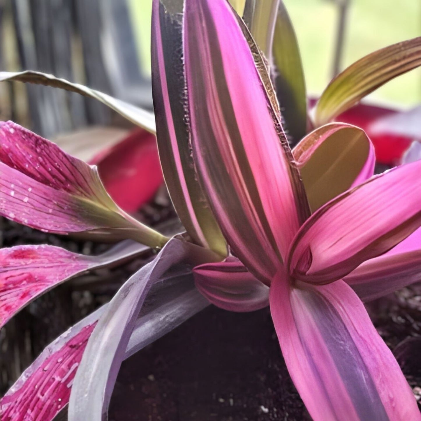 Tradescantia Nanouk Cuttings – 7 Healthy Stem Propagation Plants with Vibrant Pink, Green & White Foliage