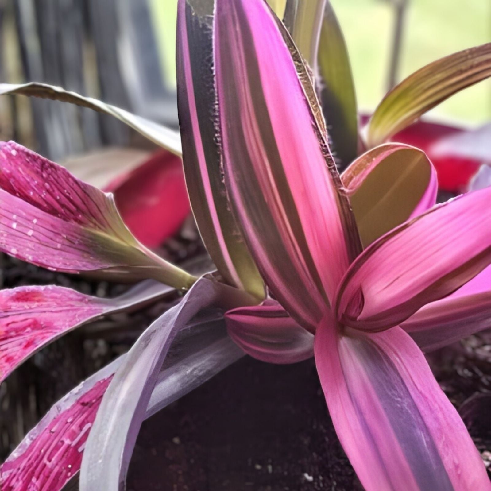 Tradescantia Nanouk Cuttings – 7 Healthy Stem Propagation Plants with Vibrant Pink, Green & White Foliage