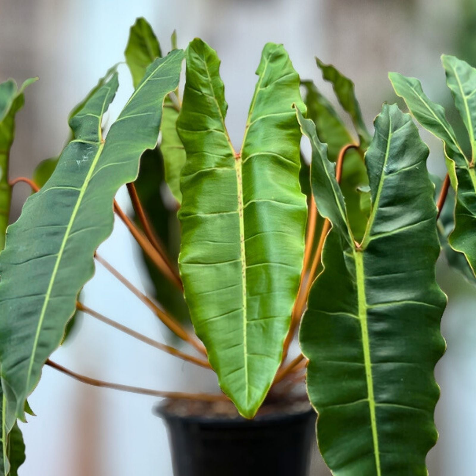 Philodendron Billietiae Plant in 6" Pot | Tropical Houseplant | Easy Care Indoor Greenery | Philodendron Species