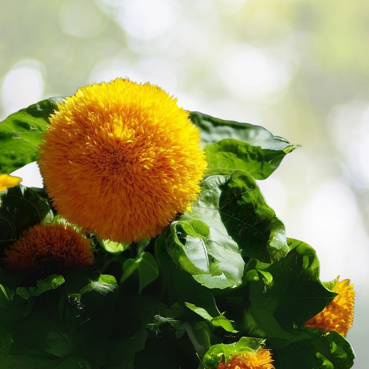 Teddy Bear Sunflower Seeds | 100+ Seeds | Exotic Garden Flower | Helianthus annuus