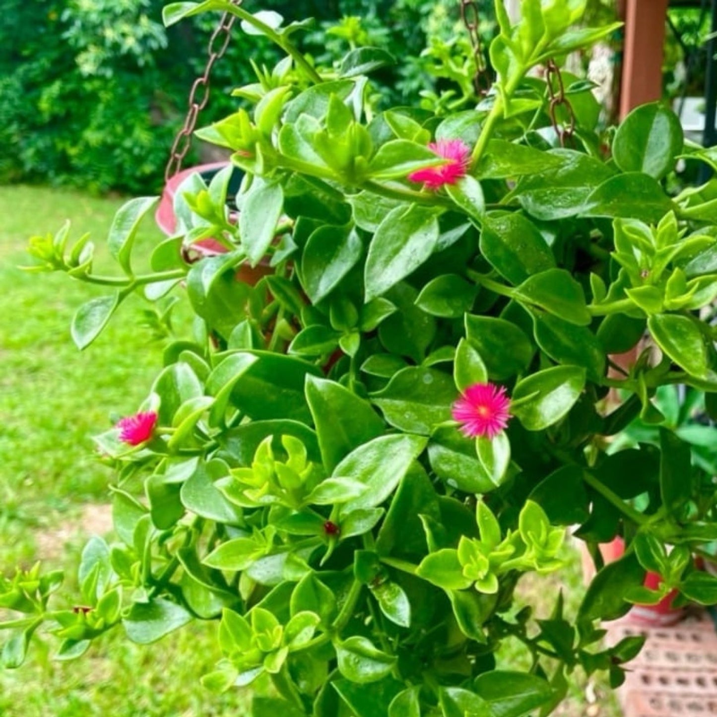Aptenia Cordifolia Baby Sun Rose Cuttings - 4-6" Succulent Groundcover Plant for Home Garden, Rooting Plant Cuttings
