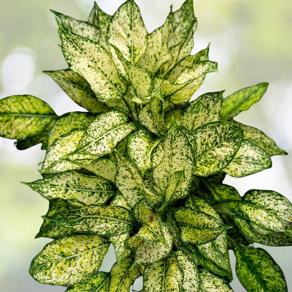 Aglaonema 'Wintry Winehouse' 6" Potted Plant - Colorful Indoor Houseplant, Easy Care Aglaonema Species