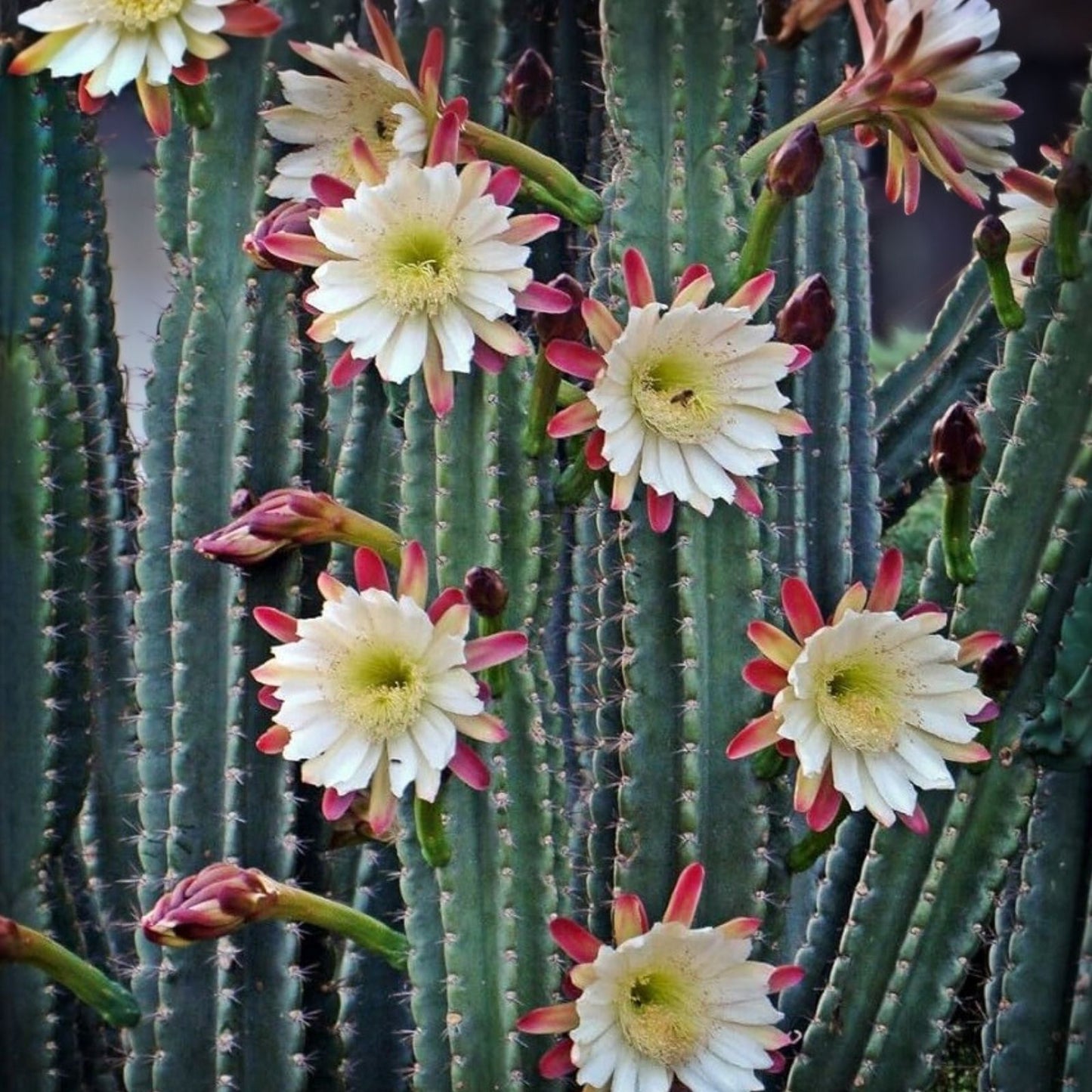 Lot of 2 Peruvian Apple Cereus Cactus Cuttings, 14" & 11" Tall, No Roots, Cereus repandus Succulents