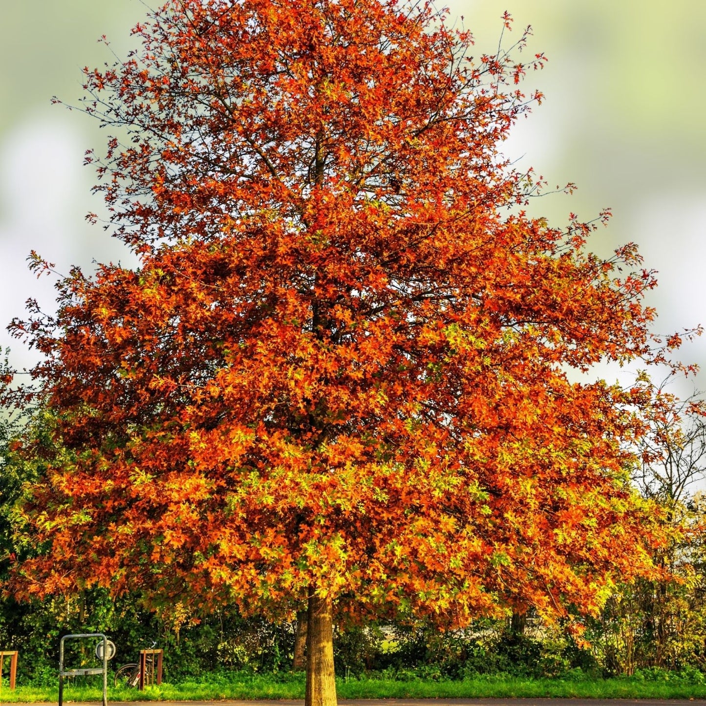 Pin Oak Tree Seedling 4-8" Live Bare Root Plant Quercus palustris Native Hardwood Tree