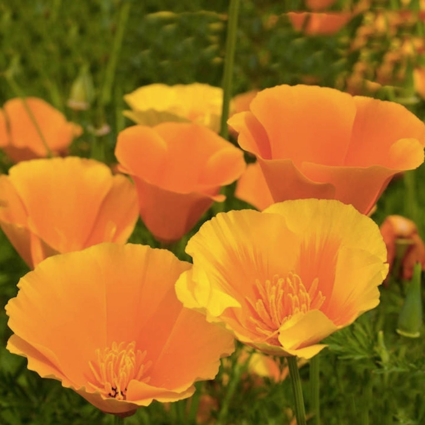 California Poppy Flower Seeds – 5,000 Count – Eschscholtzia californica Wildflower Seeds for Garden Planting
