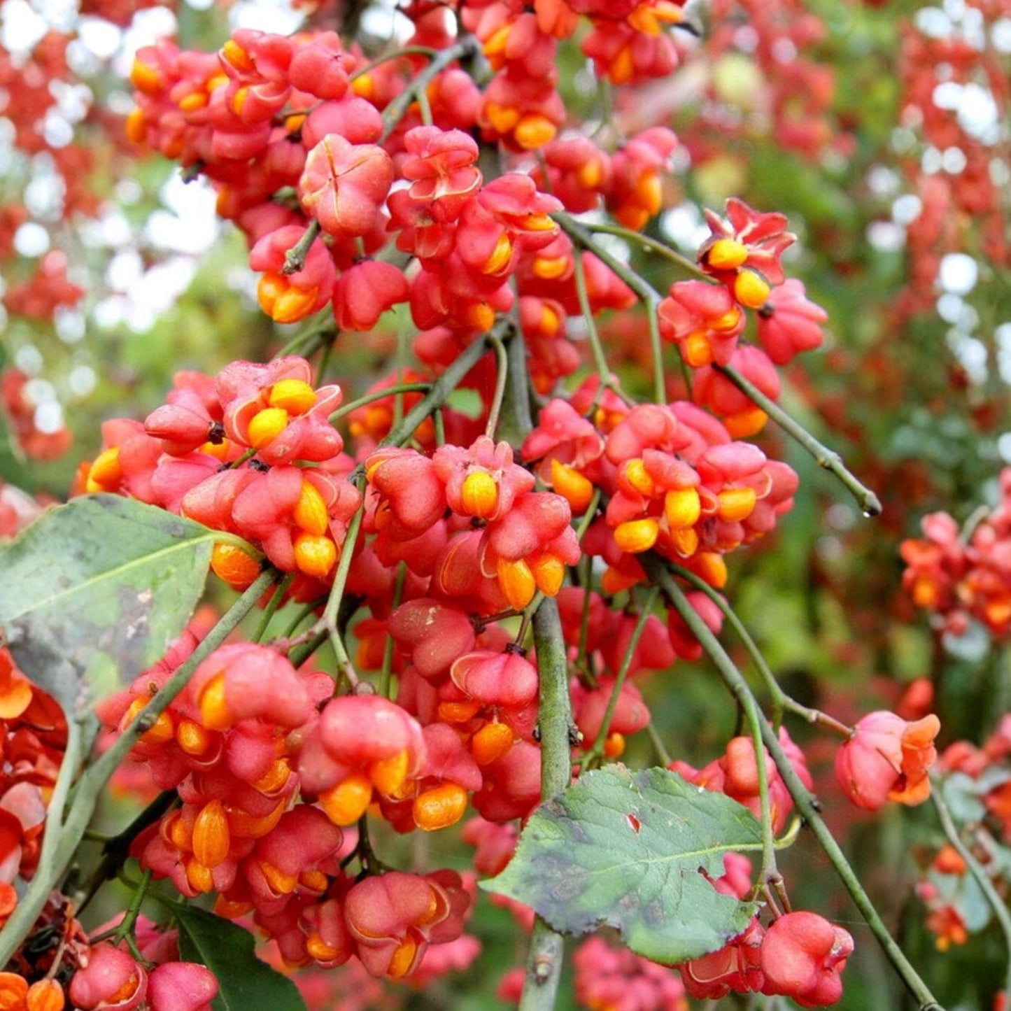 Spindle Tree Seeds 10 Pack - Euonymus latifolius Hardy Shrub Seeds for Garden and Landscape Planting