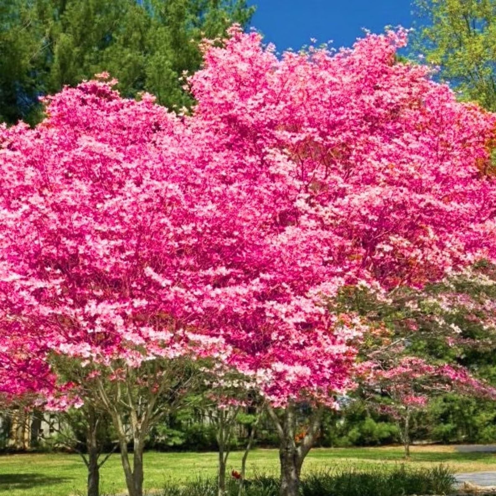 Flowering Dogwood Tree Live Plant 12-18 Inches Pink Flowers Ornamental Garden Tree Cornus florida