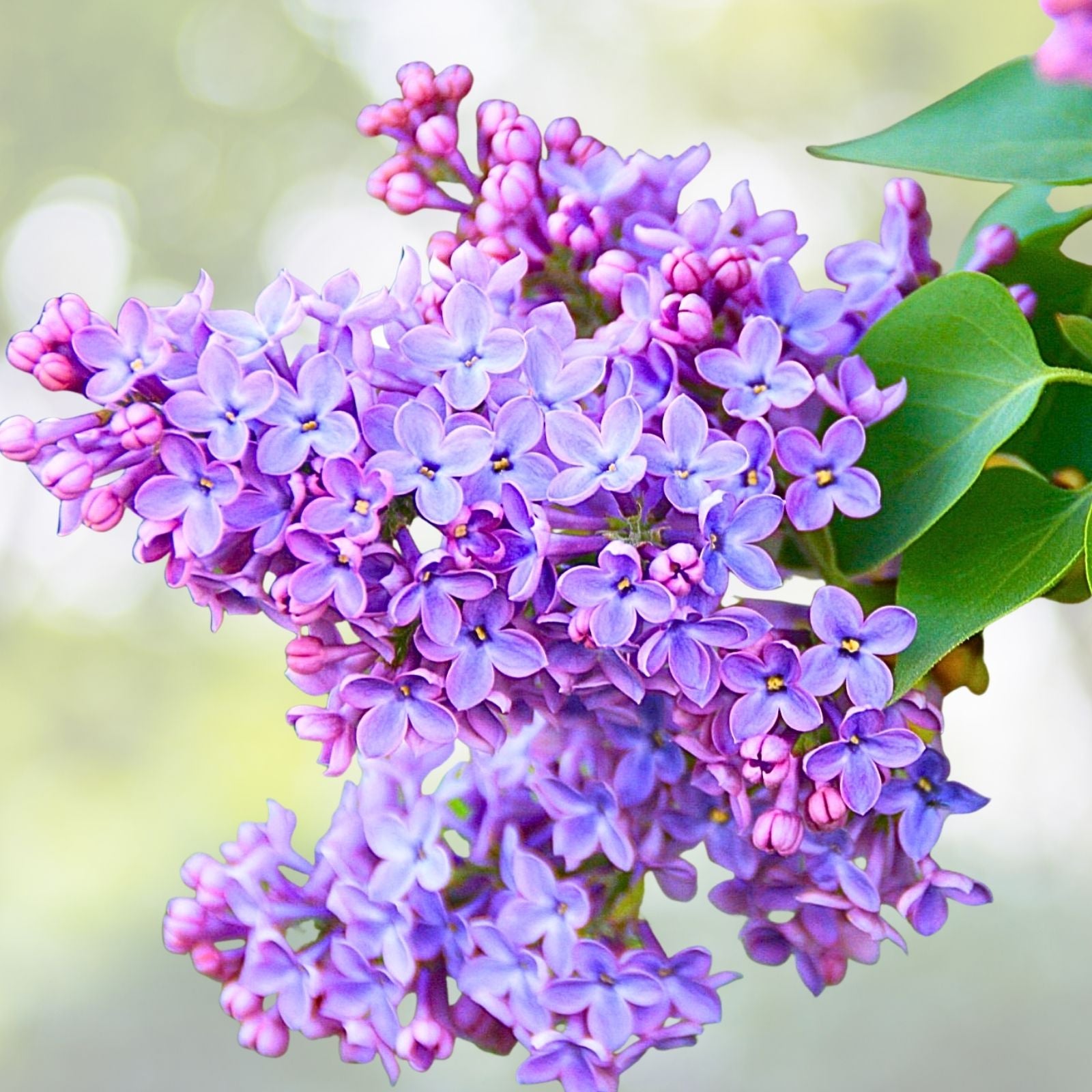 Fragrant Lilac Bush - 9"-14" Potted Plant - Old Fashion Lilac (Syringa vulgaris)