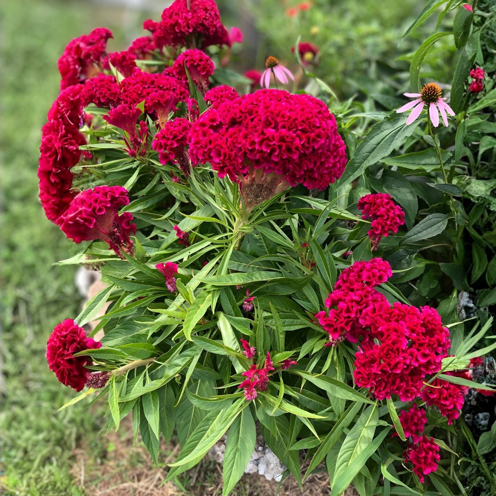 Cockscomb Flower Seeds 100 Pack - Celosia cristata - Vibrant Garden Planting Seeds - Made in USA