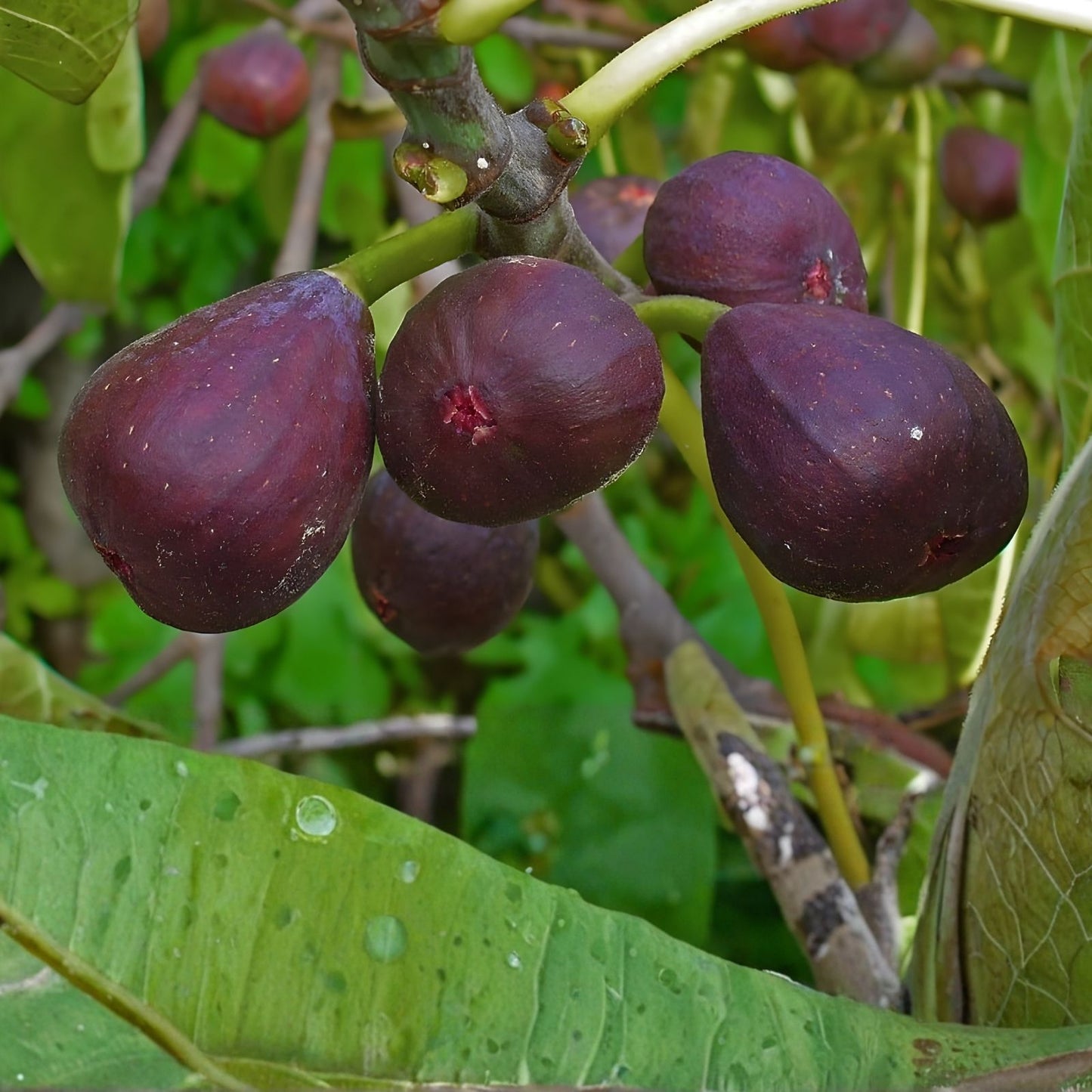 Hardy Chicago Organic Fig Tree Cuttings - 6 Branches - Ficus carica - Fruit Bearing, Organic, Garden Plant