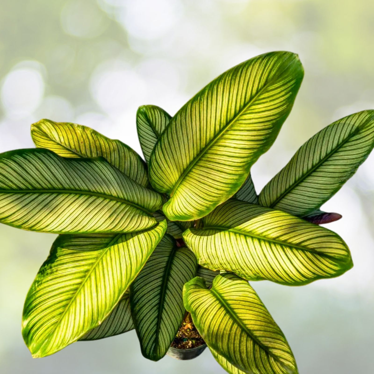 Calathea majestica 6" Pot White Star Plant | Tropical Indoor Houseplant with Elegant Striped Foliage | Non-Toxic Marantaceae