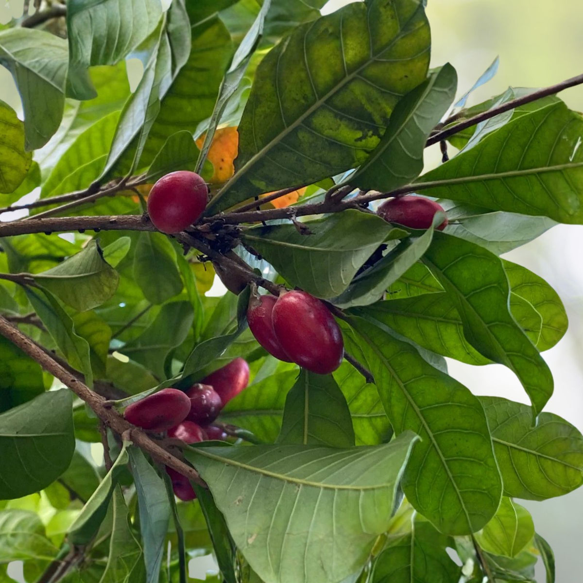 Miracle Fruit Tree 3 Gallon - Sweet Flavorful Berry Plant - Synsepalum dulcificum - Edible Fruit Gardening