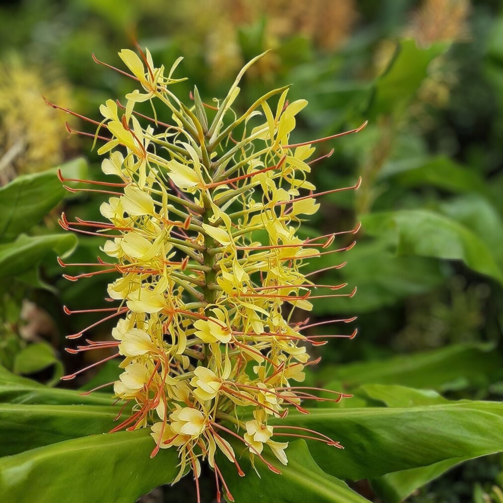 Yellow Spiral Ginger 3 Rooted Cuttings - Dimerocostus strobilaceous - Hawaii Grown Tropical Plant for Gardens and Landscaping