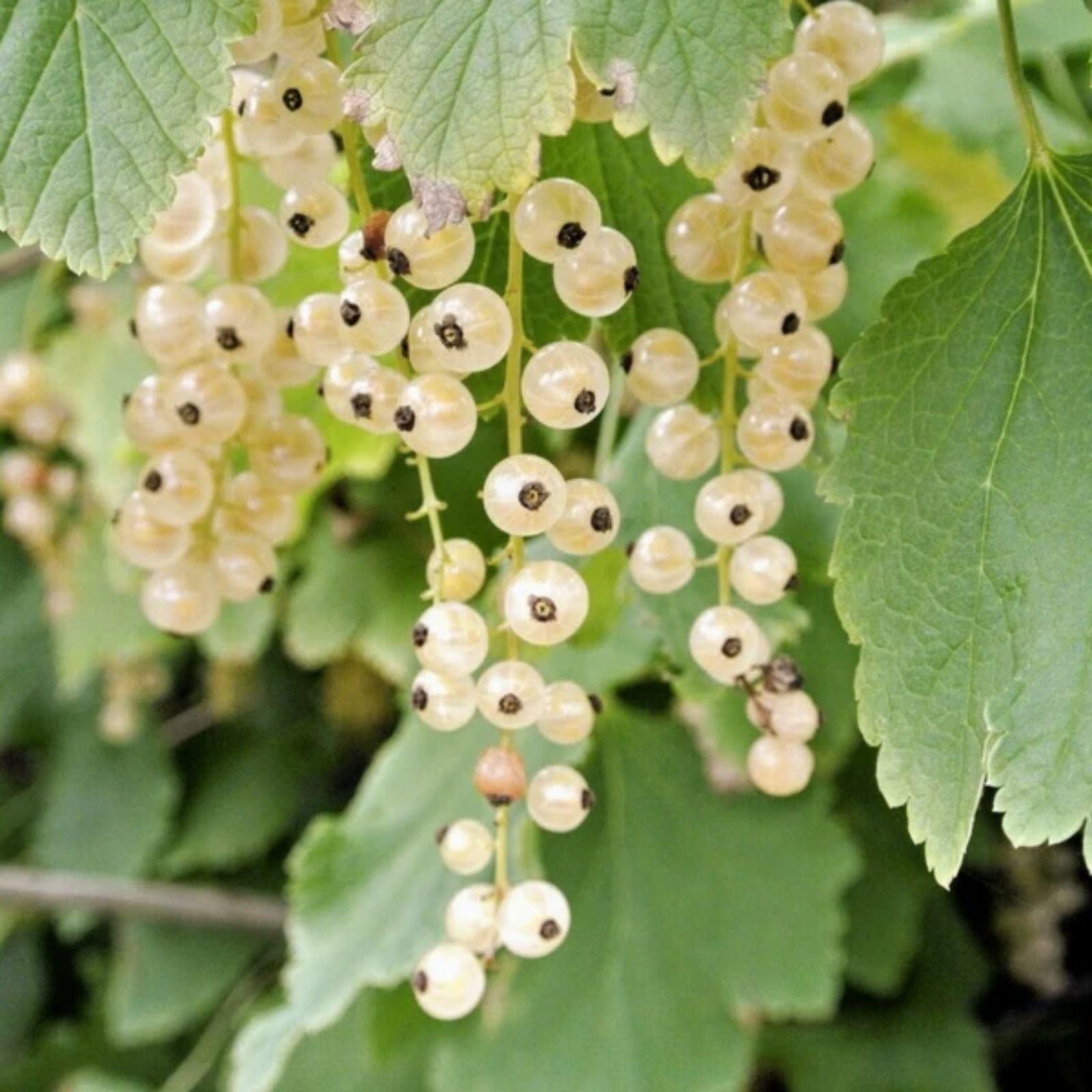 White Currant Berry Plant Blanca Ribes rubrum Edible Fruit Live Plant Rooted Shrub Not Shippable to California