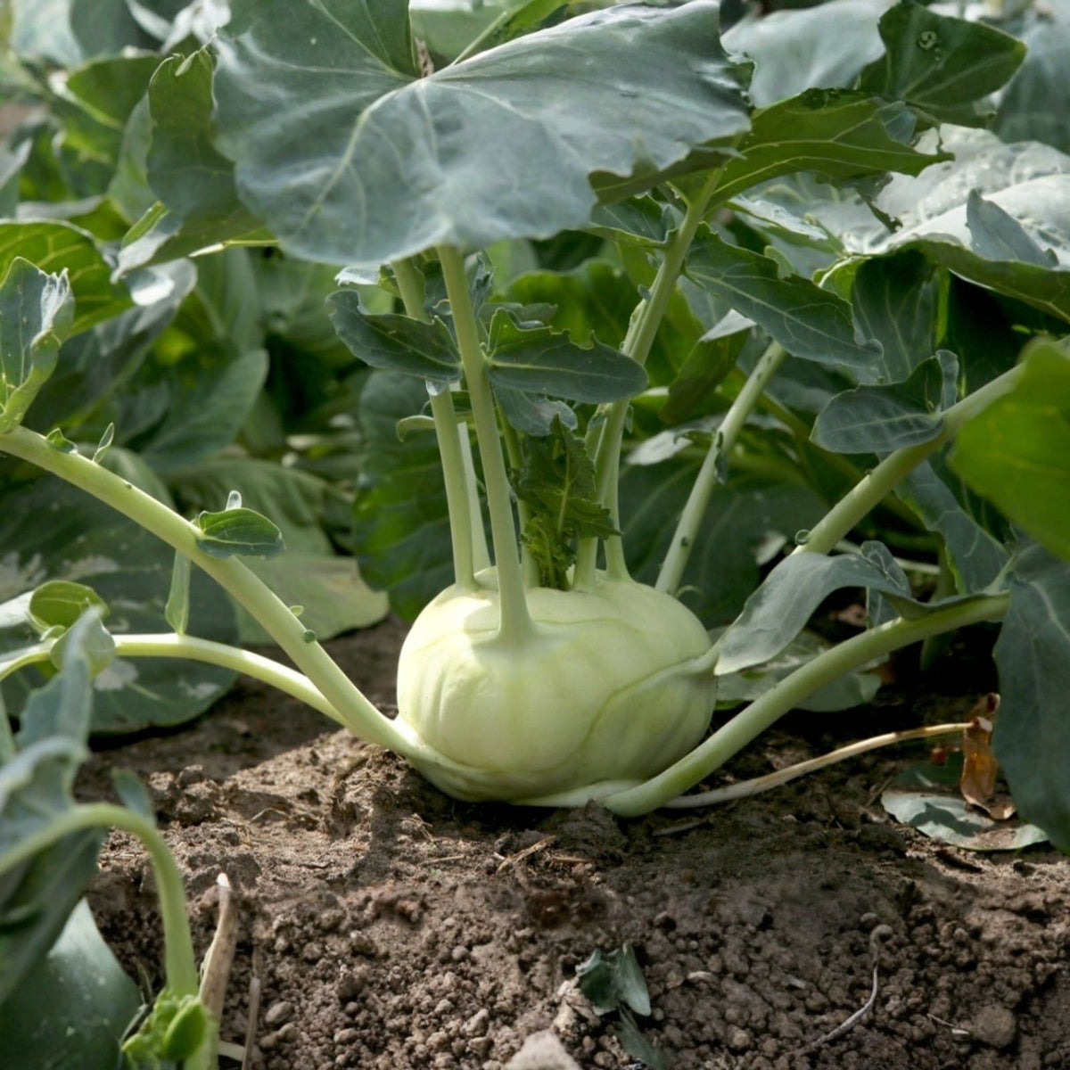 Kohlrabi Seeds 500 Count Early White Vienna Heirloom Non-GMO Brassica oleracea Vegetable Seeds