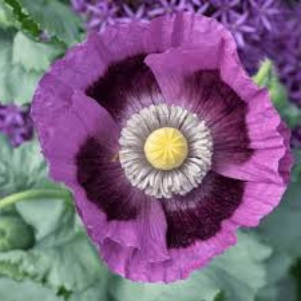Organic Poppy Mix Seeds 200 Count Non-GMO Heirloom Garden Planting Varieties Papaver somniferum