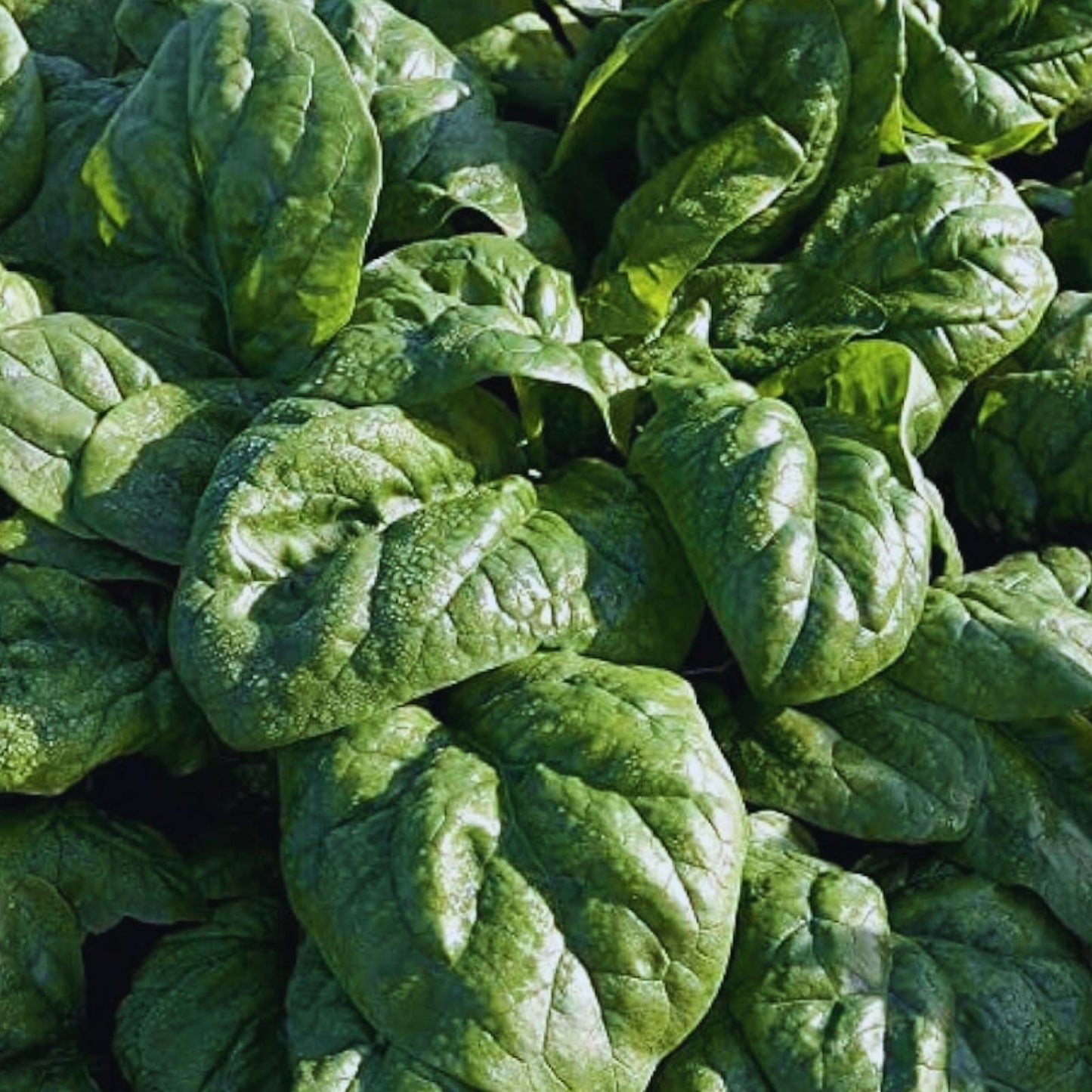 Spinach Seeds for Planting – 200+ Space Hybrid Organic Non-GMO Varieties – High Yield, Vegetable Garden Seeds