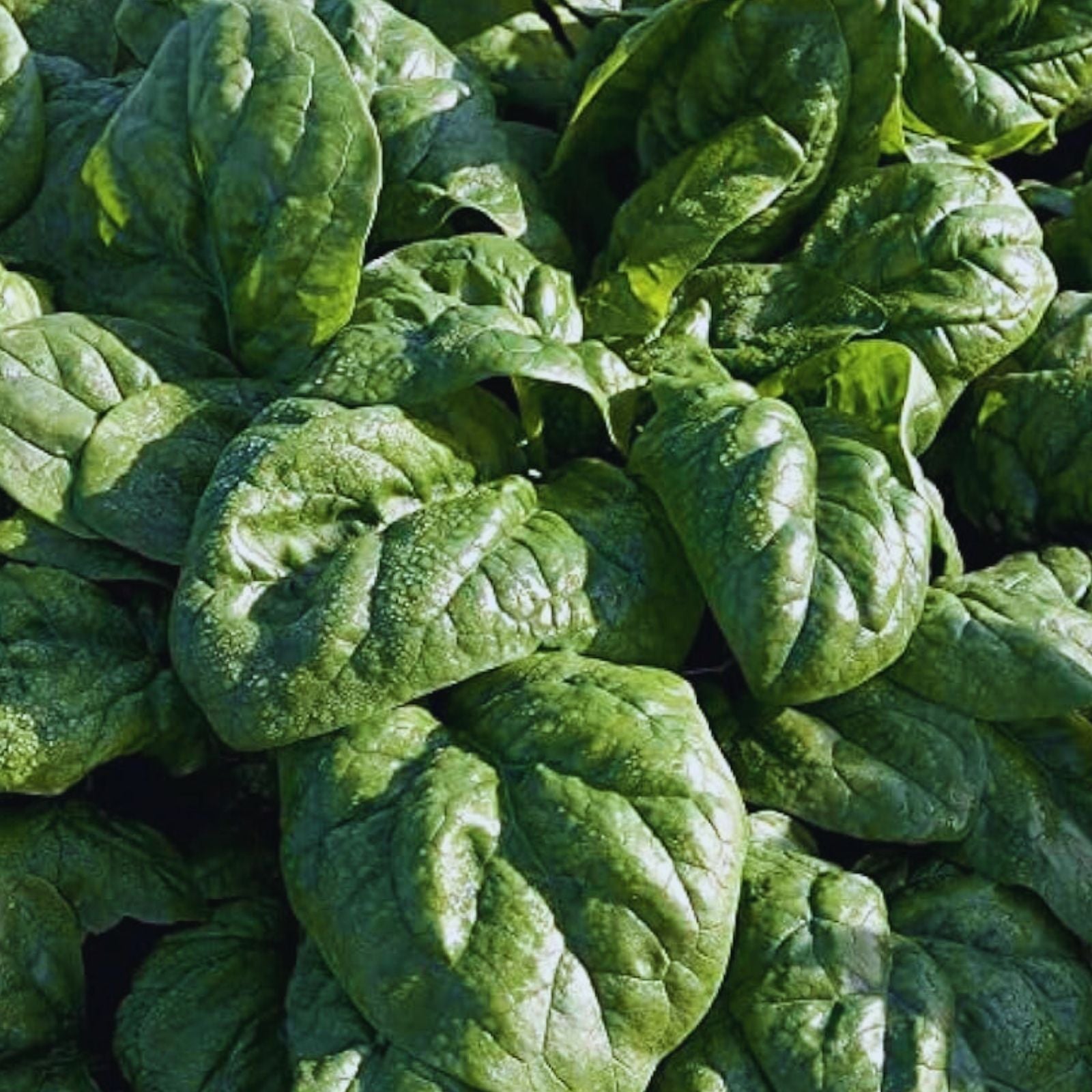 Spinach Seeds for Planting – 200+ Space Hybrid Organic Non-GMO Varieties – High Yield, Vegetable Garden Seeds