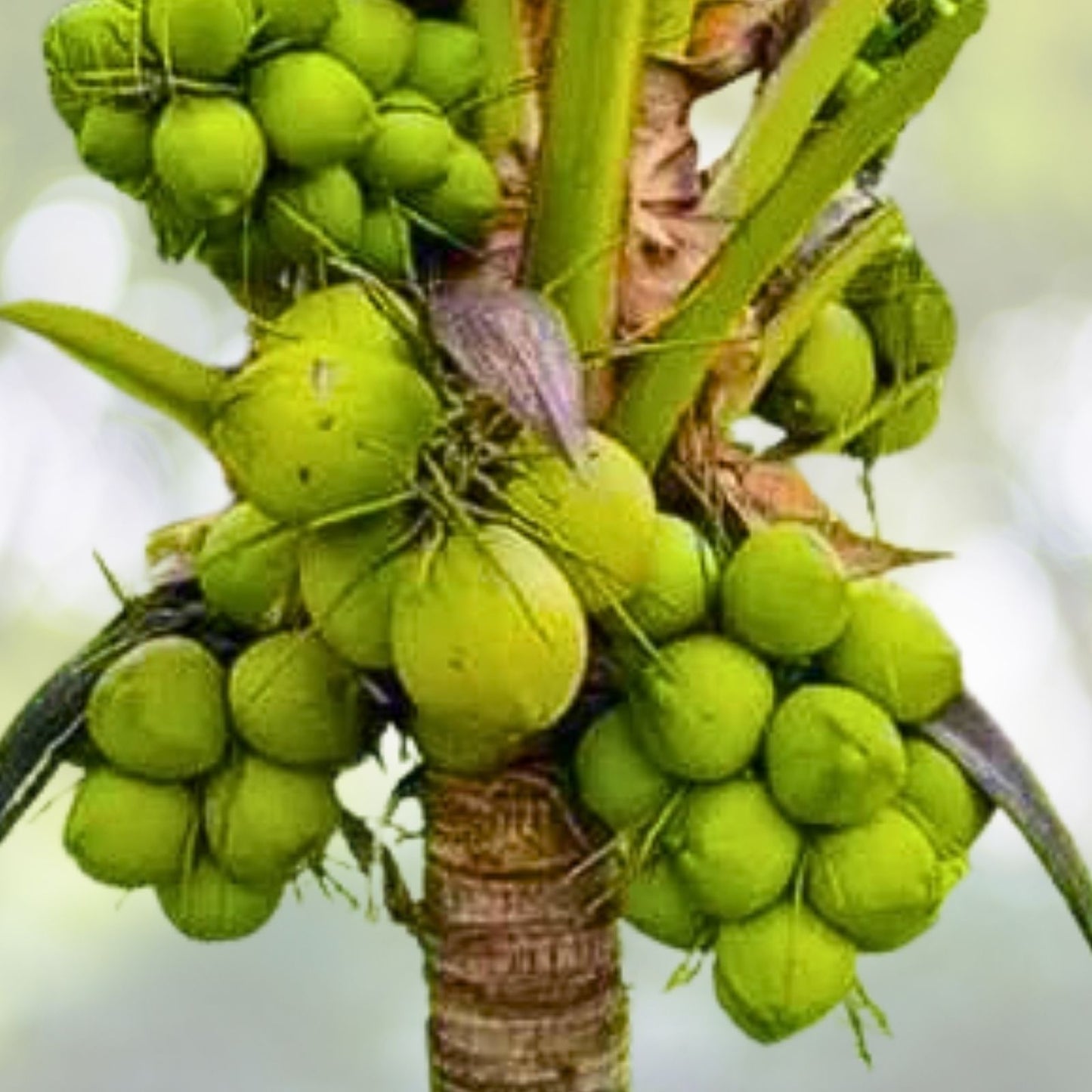 5 Sprouted Dwarf Green Malayan Coconut Seeds – Rare Fresh Seeds – Certified Costa Rica (Cocos nucifera)