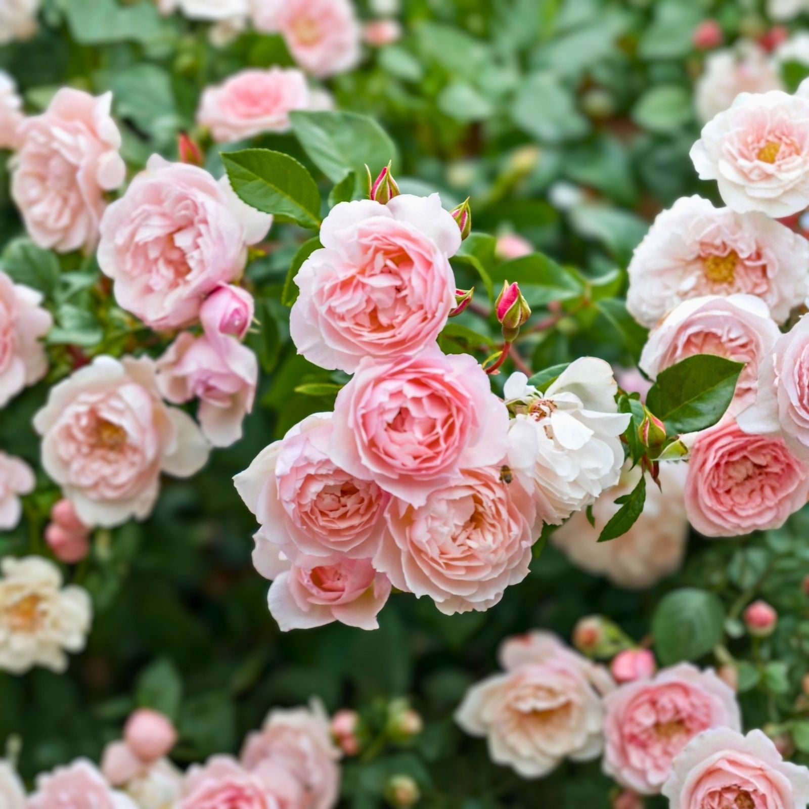Fragrant English Climber Rose Cuttings - Ausmove - Unrooted Shrub Rose Propagules for Gardens and Landscapes