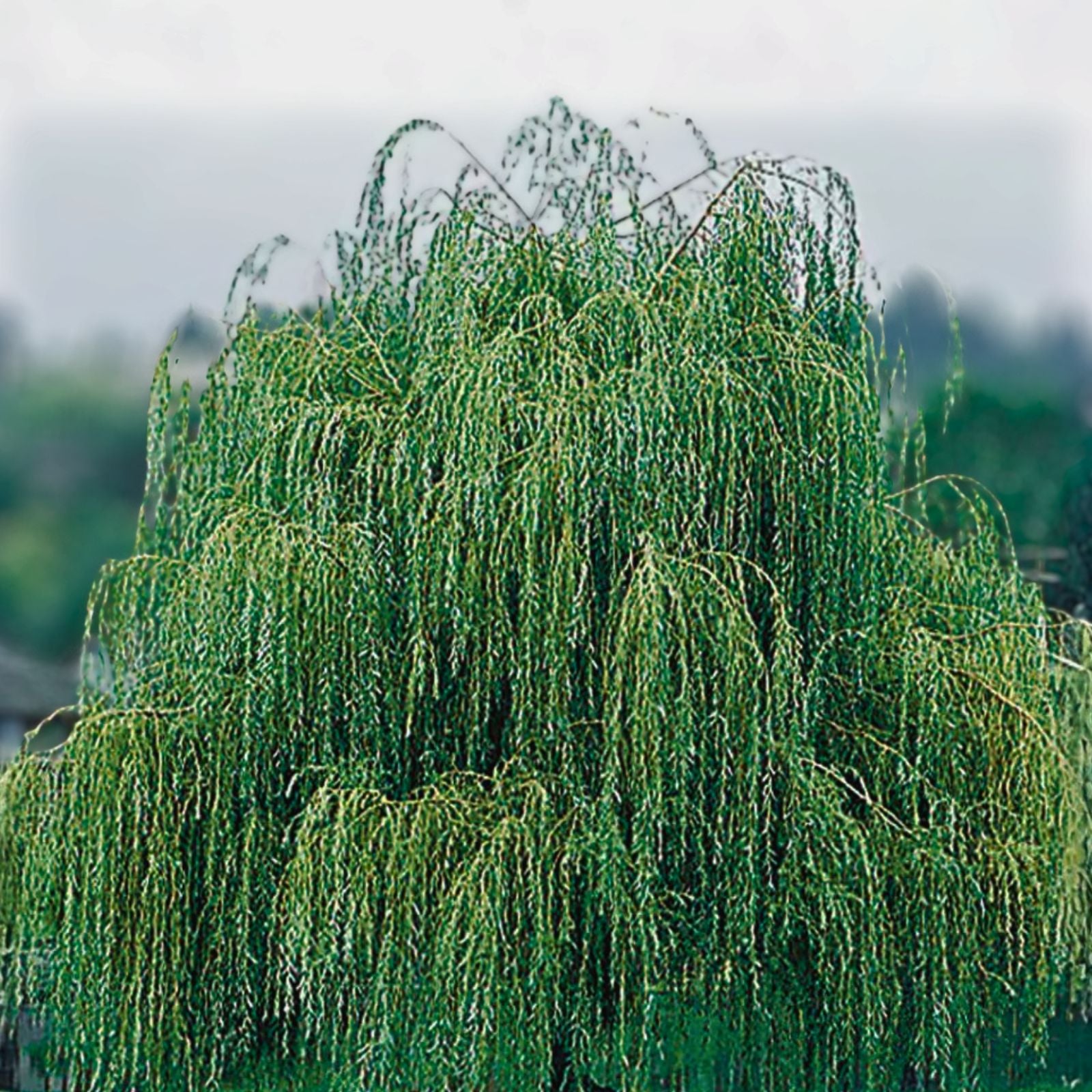 Weeping Willow Tree 14-24in Bare Root Bright Green Salix babylonica Cold Hardy Moist Soil Landscape Plant