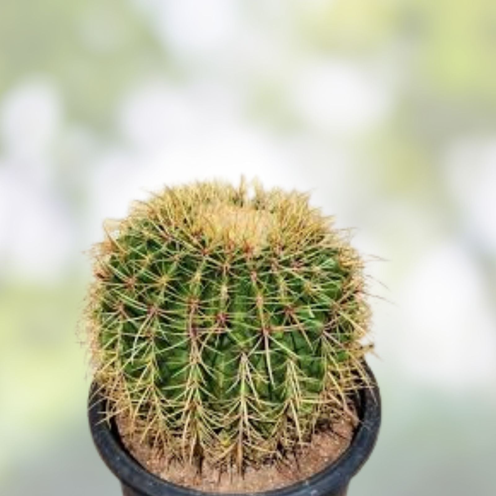 Barrel Cactus Live Plant | Echinocactus Grusonii x Ferocactus Gracilis Hybrid | Unique Desert Succulent