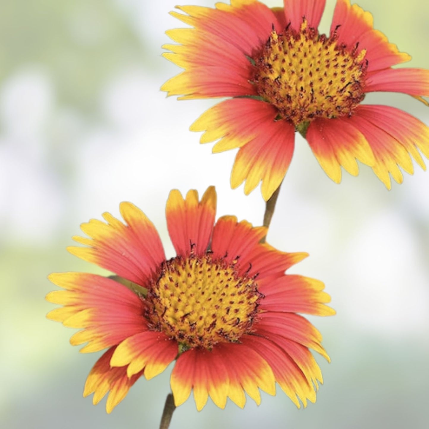 Indian Blanket Seeds - 200 Organic Gaillardia pulchella Flower Seeds - USA Grown, Free Shipping