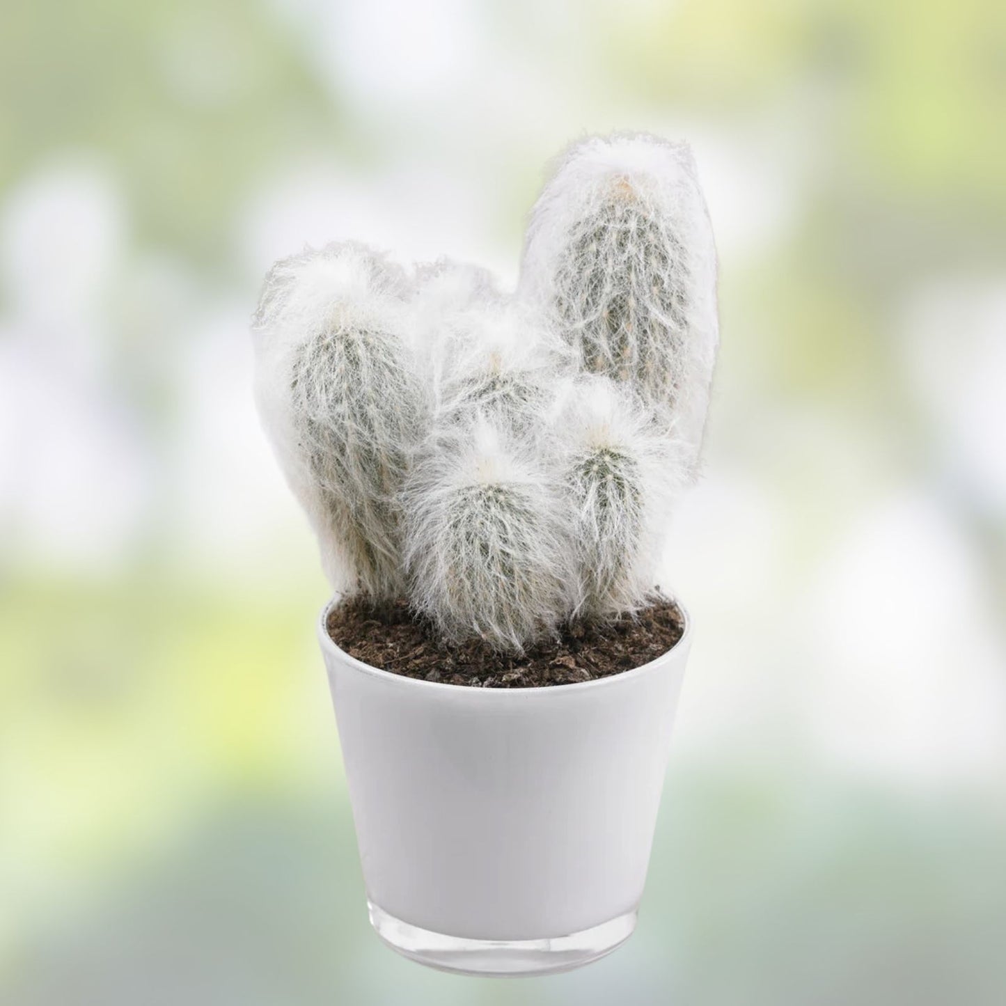 Espostoa lanata Old Man of the Mountain Cactus 9,5" Pot, Woolly White Spines, Desert Succulent, Rare Indoor Plant
