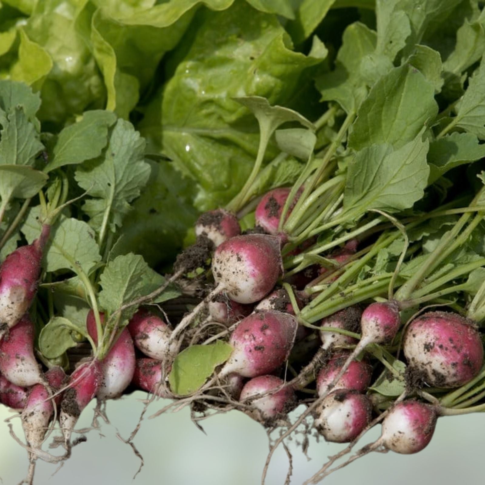 Watermelon Radish Seeds for Planting - 250+ Rare Exotic Vegetable Seeds - Raphanus sativus