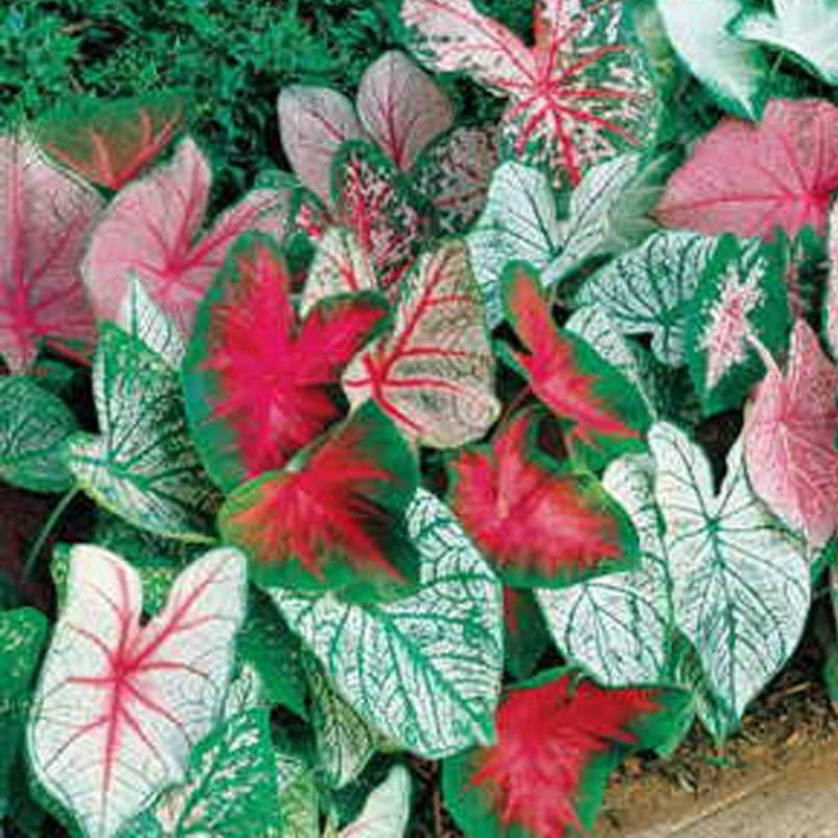 Caladium Bulbs Mixed Color Fancy Mix - Easy to Grow Perennial Garden Plants - Caladium spp.