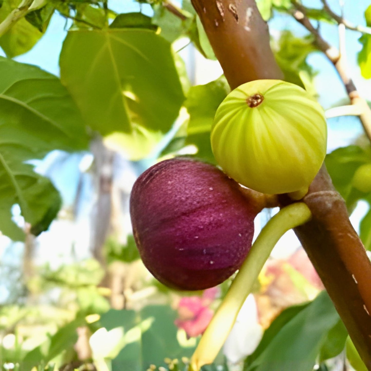 Guajome Fig Tree Cuttings - 2 Purple Ficus carica Plant Cuttings for Easy Rooting