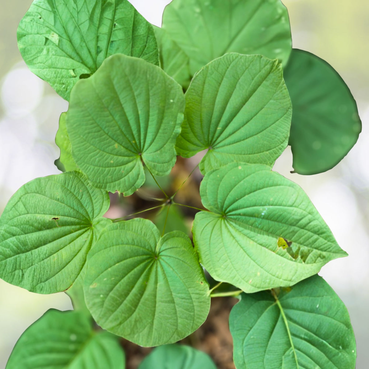 Wild Yam Plants Bare Root - 3 Dioscorea Perennial Organic Vine Bulbs - Appalachian Grown Wildflower