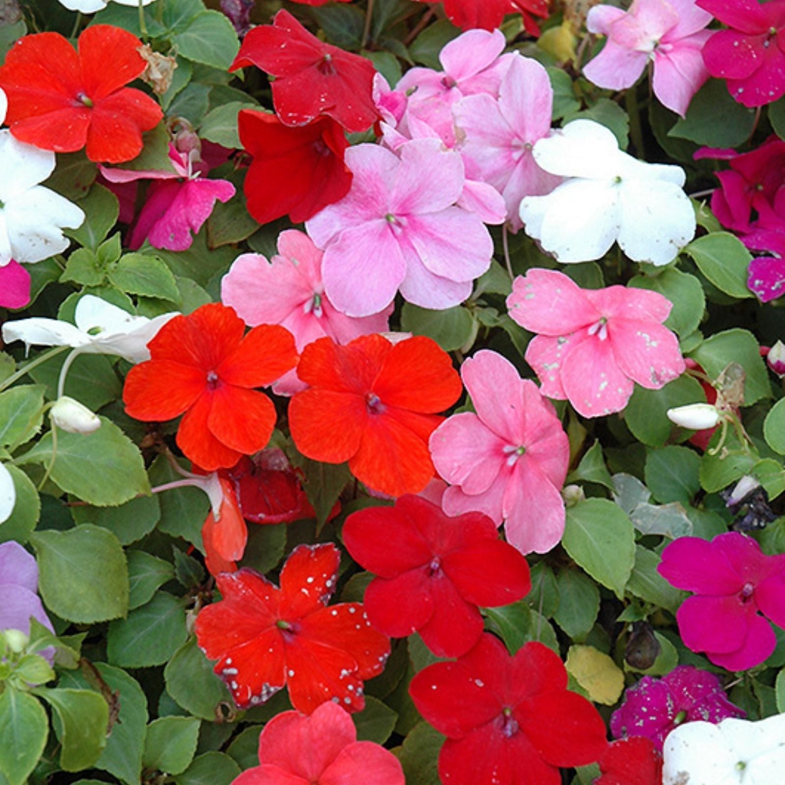 Impatiens Seeds 100-Pack Super Elfin XP Red Starburst Walleriana Garden Flower Seeds for Bright Color