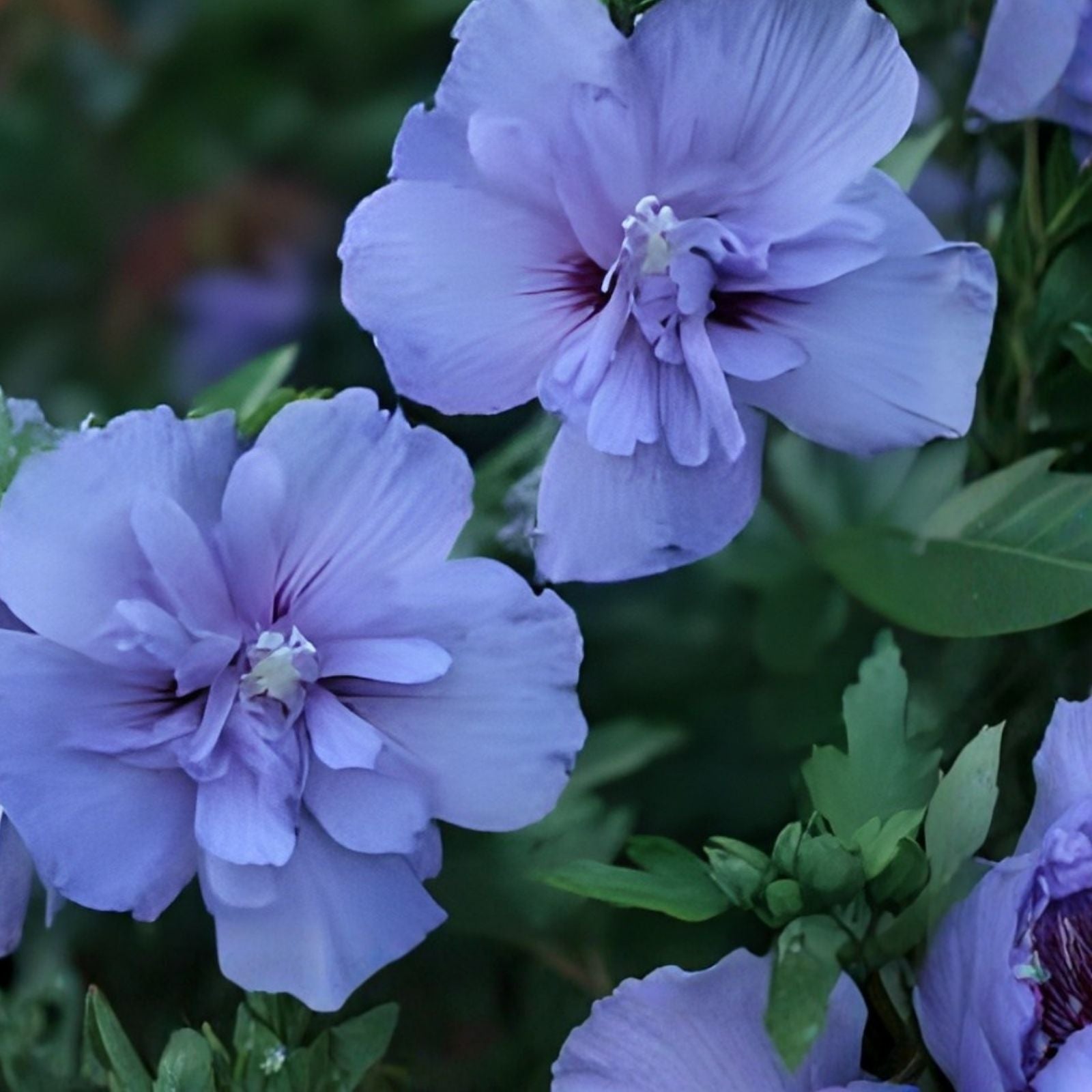 Rose of Sharon Seedlings Lot of 2 – Lavender & White Hibiscus syriacus, Shrubs, Garden Plants, Flowering Bushes