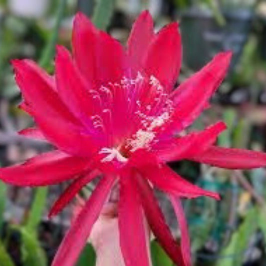 Epiphyllum Cuttings - Unrooted Red Shadow Variety - 8 to 10 Inches Long - Epiphyllum Hybrids Plant Cuttings