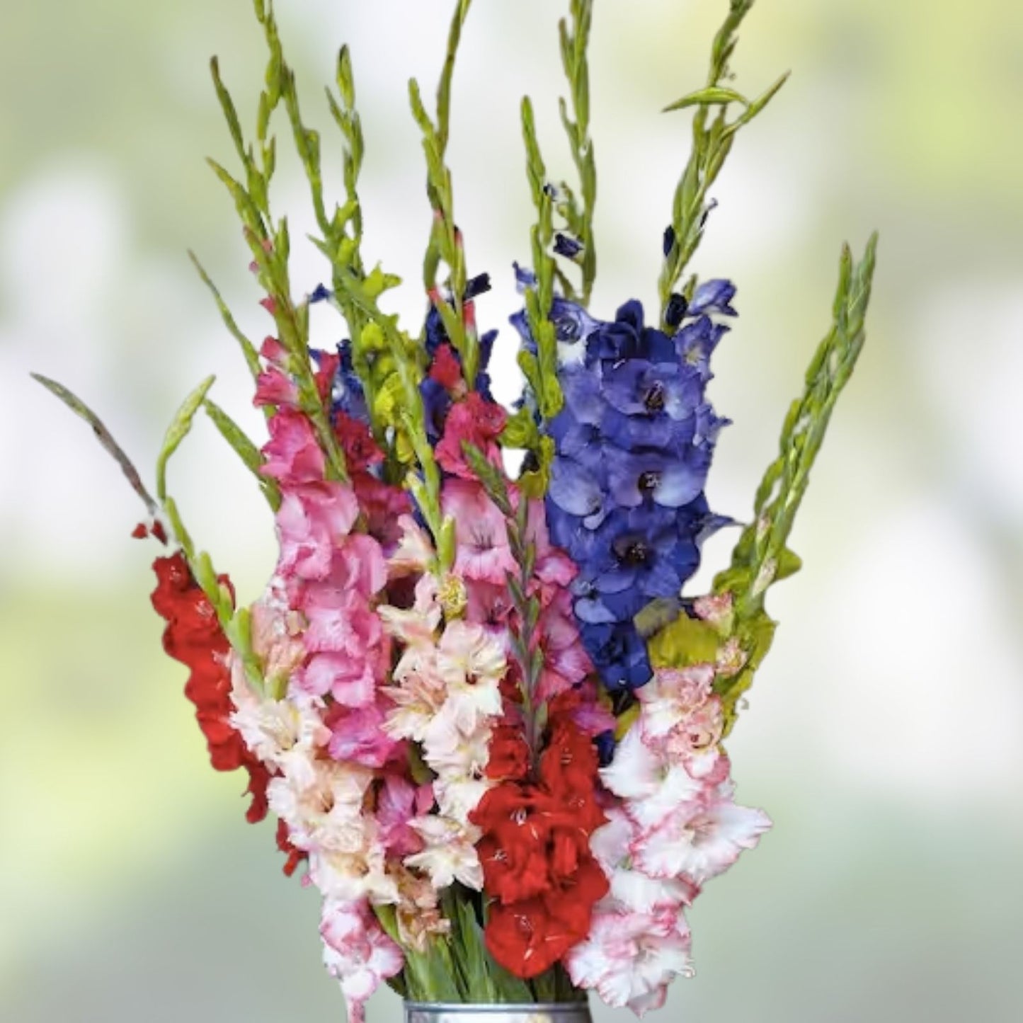 Gladiolus Bulbs 10 Pack Mixed Colors Easy to Grow Perennial Gladiolus hortulanus Flower Bulbs