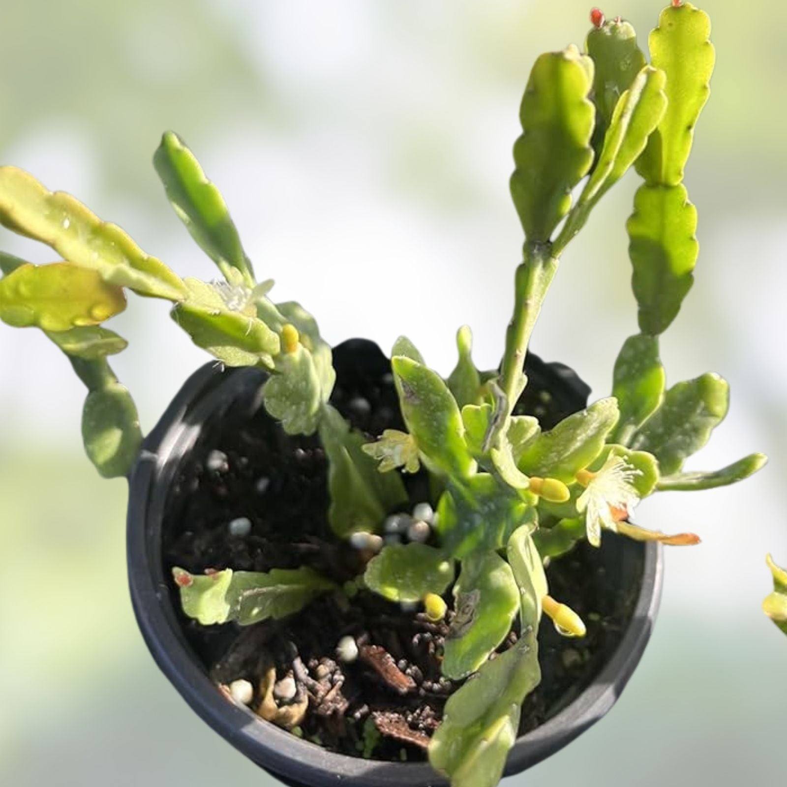 Rhipsalis Agudoensis Cuttings - 5 Orchid Cactus Stem Cuttings, 4 Inches, Easy Care Houseplant, Full Sun, Succulent Plant