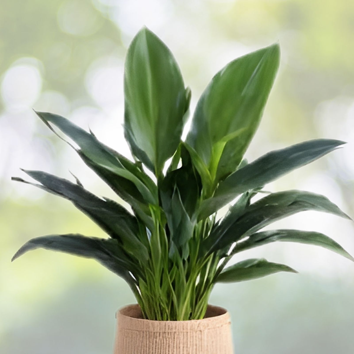 Aspidistra elatior Plant in 3 Gallon Pot - Cast Iron Plant - Hardy Indoor Foliage - Low Maintenance Houseplant for Home Decor