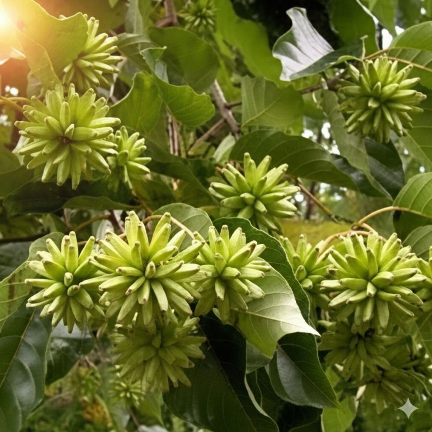 30 Happy Tree Seeds for Planting, Camptotheca acuminata, Fast-Growing Shade Tree Seeds for Gardens and Landscapes