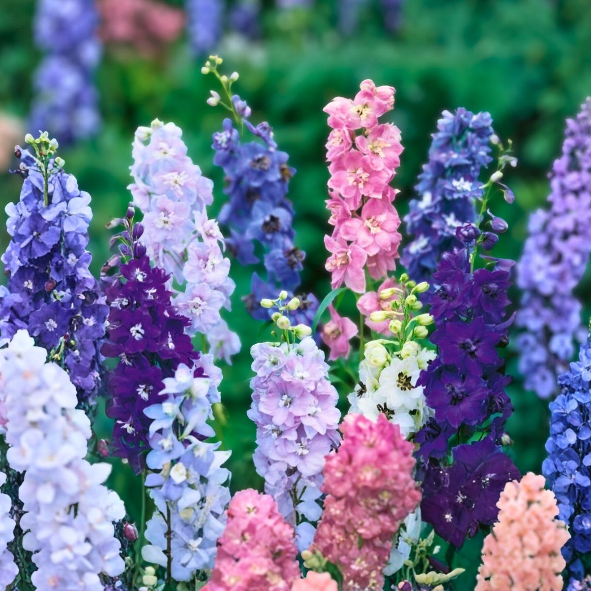 Delphinium Seeds 1000 Pack - Giant Imperial Mix - Striking Multi-Color Flowering Plants - Delphinium elatum