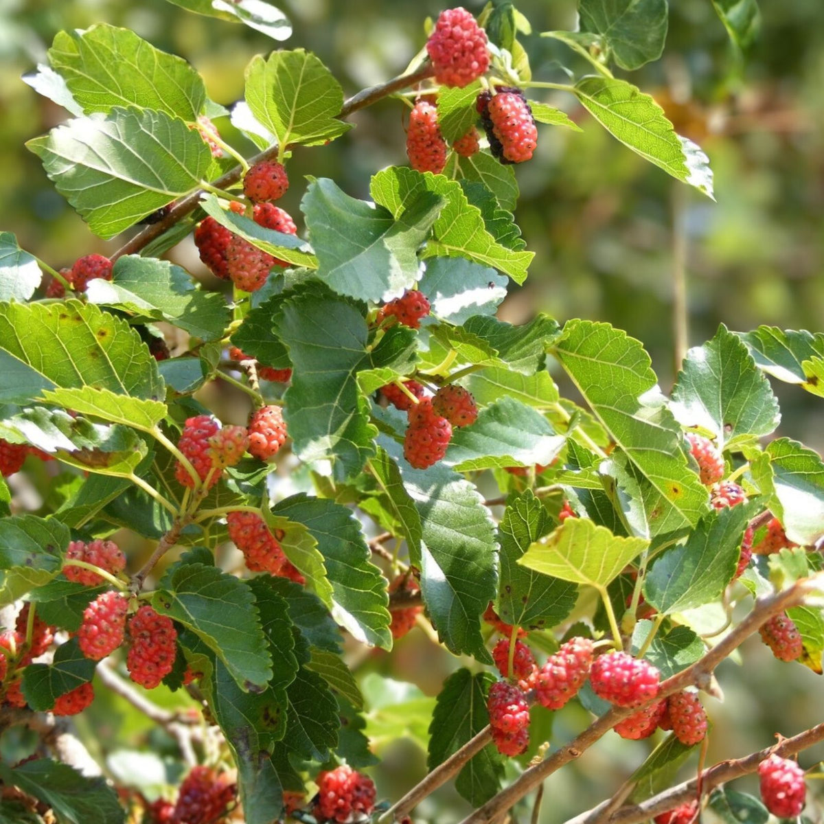 Red Mulberry Tree 12-24in Live Bare Root Morus rubra Edible Fruit Dormant Shipping October to March
