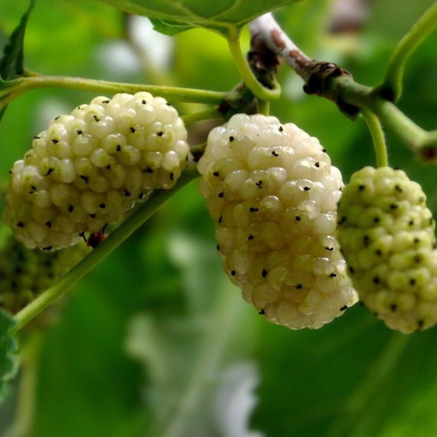 White Mulberry Cuttings 6-8" Organic Morus alba Cold Hardy Sweet Tree with Berries - 10 Pack