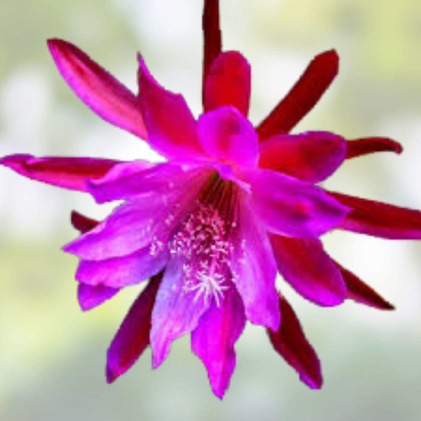 Epiphyllum Orchid Cactus Cuttings – 3 Rooted Clown Variety in Pot, Indoor Garden Plant, New Growth, Epiphyllum spp.