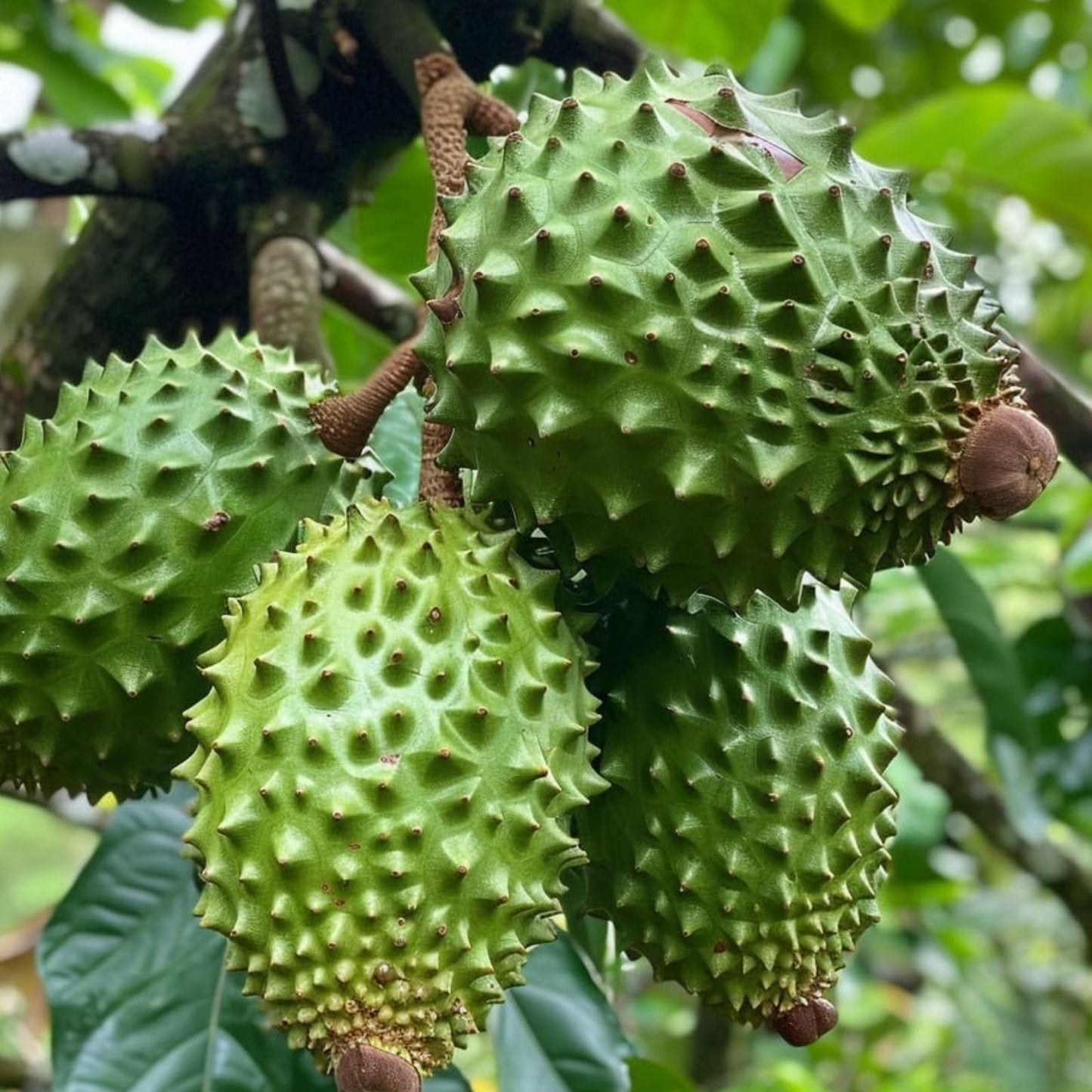 Soursop Fruit Tree Seeds 6 Pack - Annona muricata Tropical Fruit Planting for Home Gardening