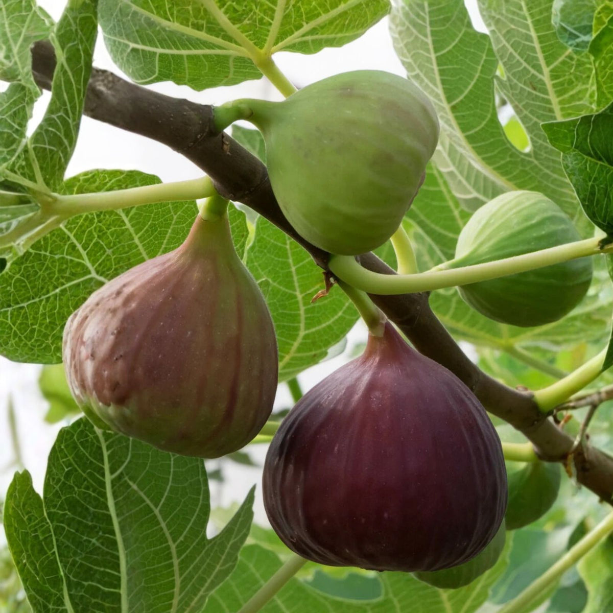 VIOLETTE DE BORDEAUT Fig Tree 1 Gallon - Ficus carica - Edible Fruit, Ornamental Plant
