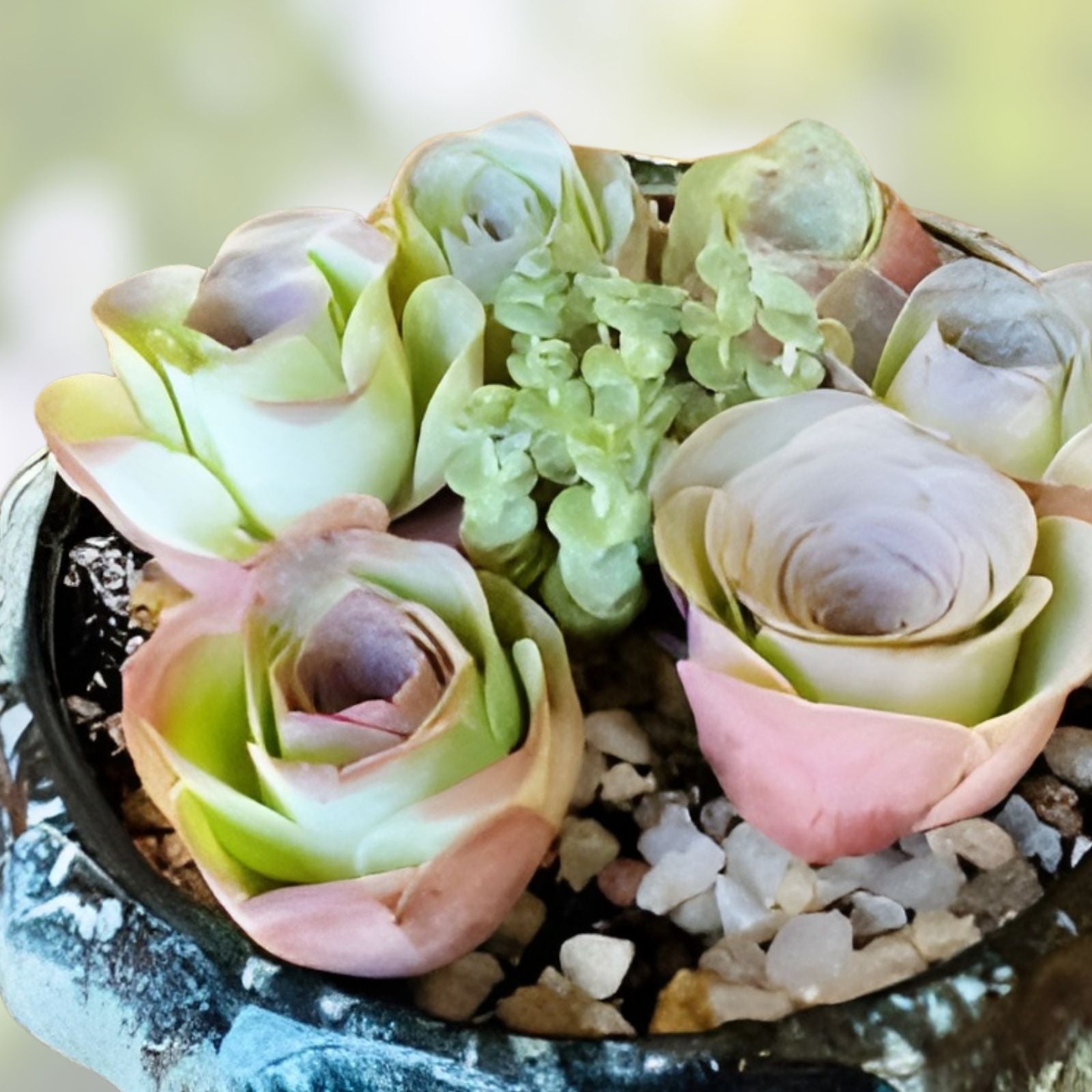 Greenovia Mix Cuttings - Rare Succulents for Propagation - Indoor Garden Plants - Perfect for Collectors - Aeonium spp.