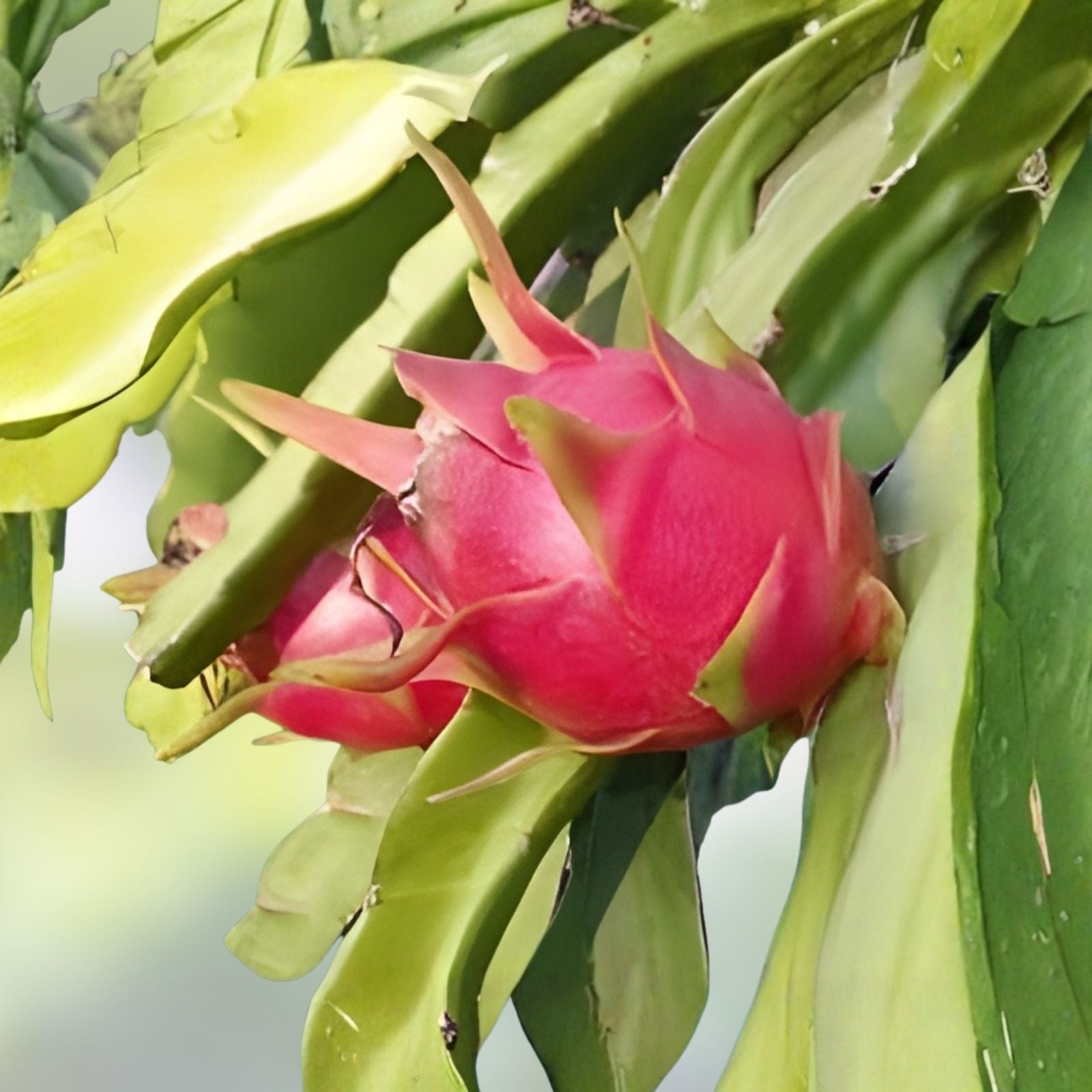 Dragon Fruit Cutting 6+ Inches Purple Haze Organic Pitaya Hylocereus undatus Fresh Plant