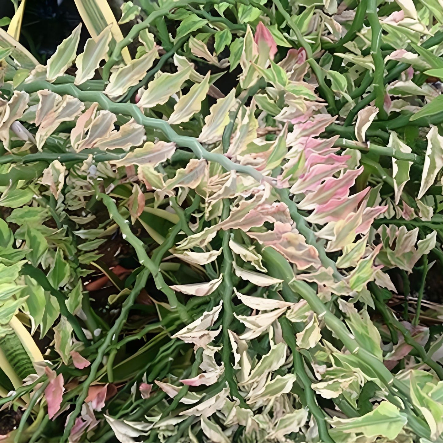 Fresh Cuttings 2x 12” Variegated Slipper Pink Devil's Backbone Succulent Euphorbia tithymaloides